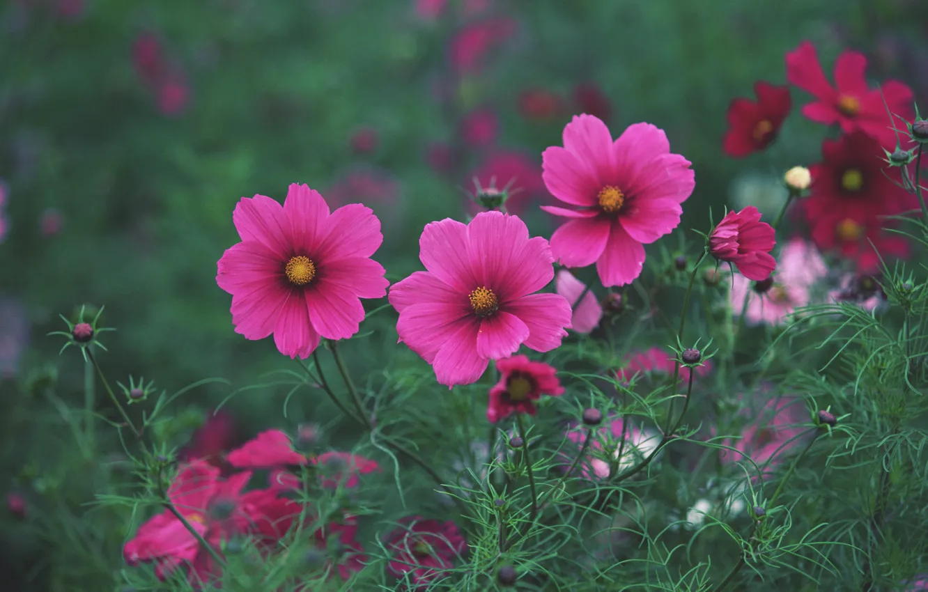 Photo wallpaper field, summer, grass, flowers, bright, pink