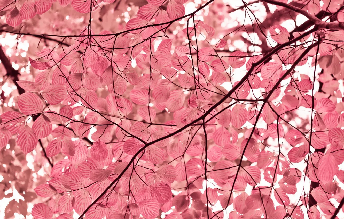 Photo wallpaper leaves, trees, nature