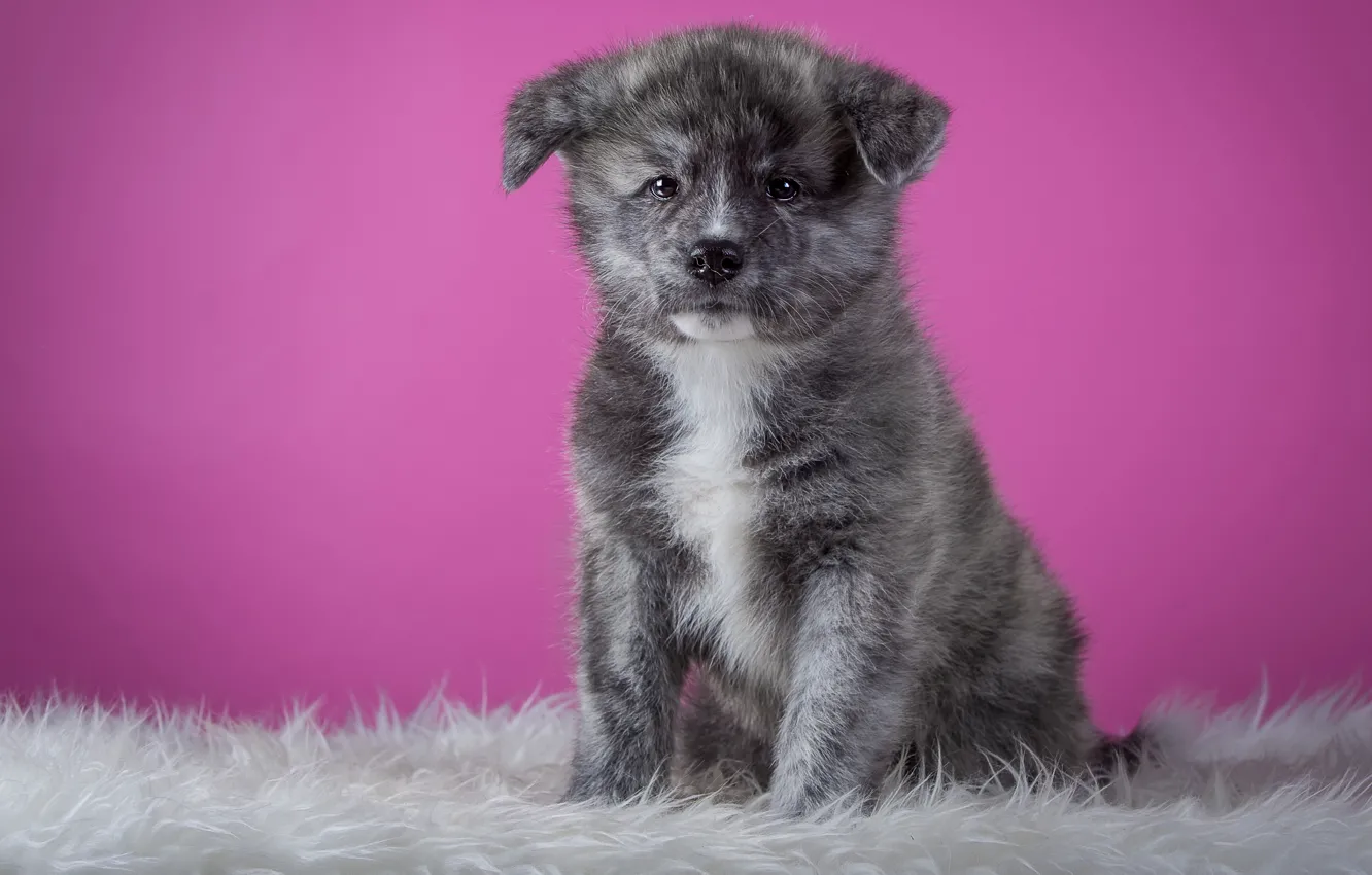Photo wallpaper grey, background, pink, dog, puppy, fur, sitting, friendly