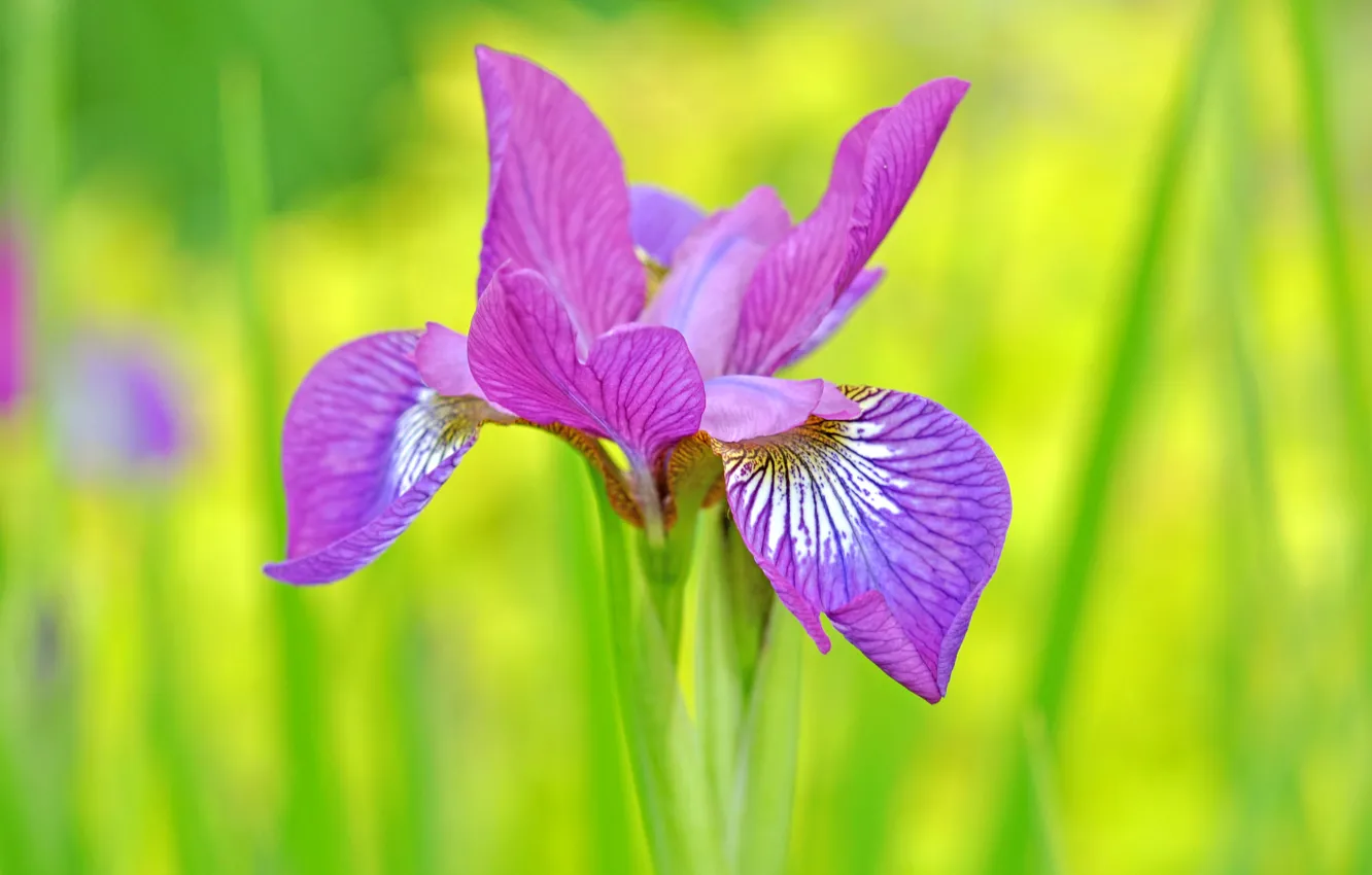 Photo wallpaper petals, garden, meadow, iris
