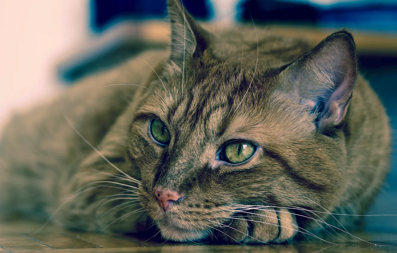 Photo wallpaper cat, cat, muzzle