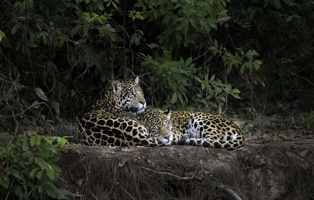 Photo wallpaper forest, nature, leopard