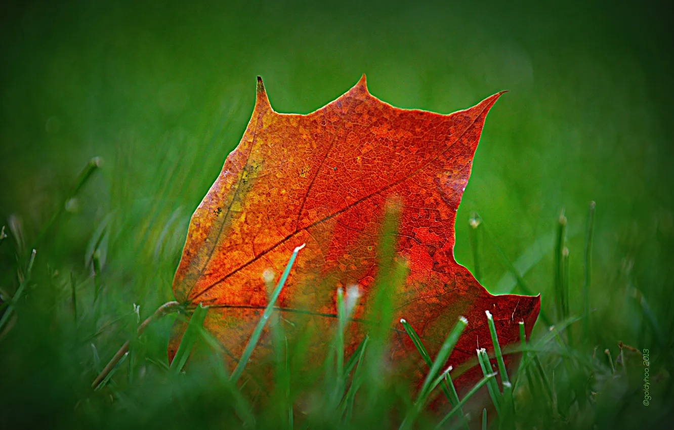Photo wallpaper autumn, grass, leaves, nature, meadow