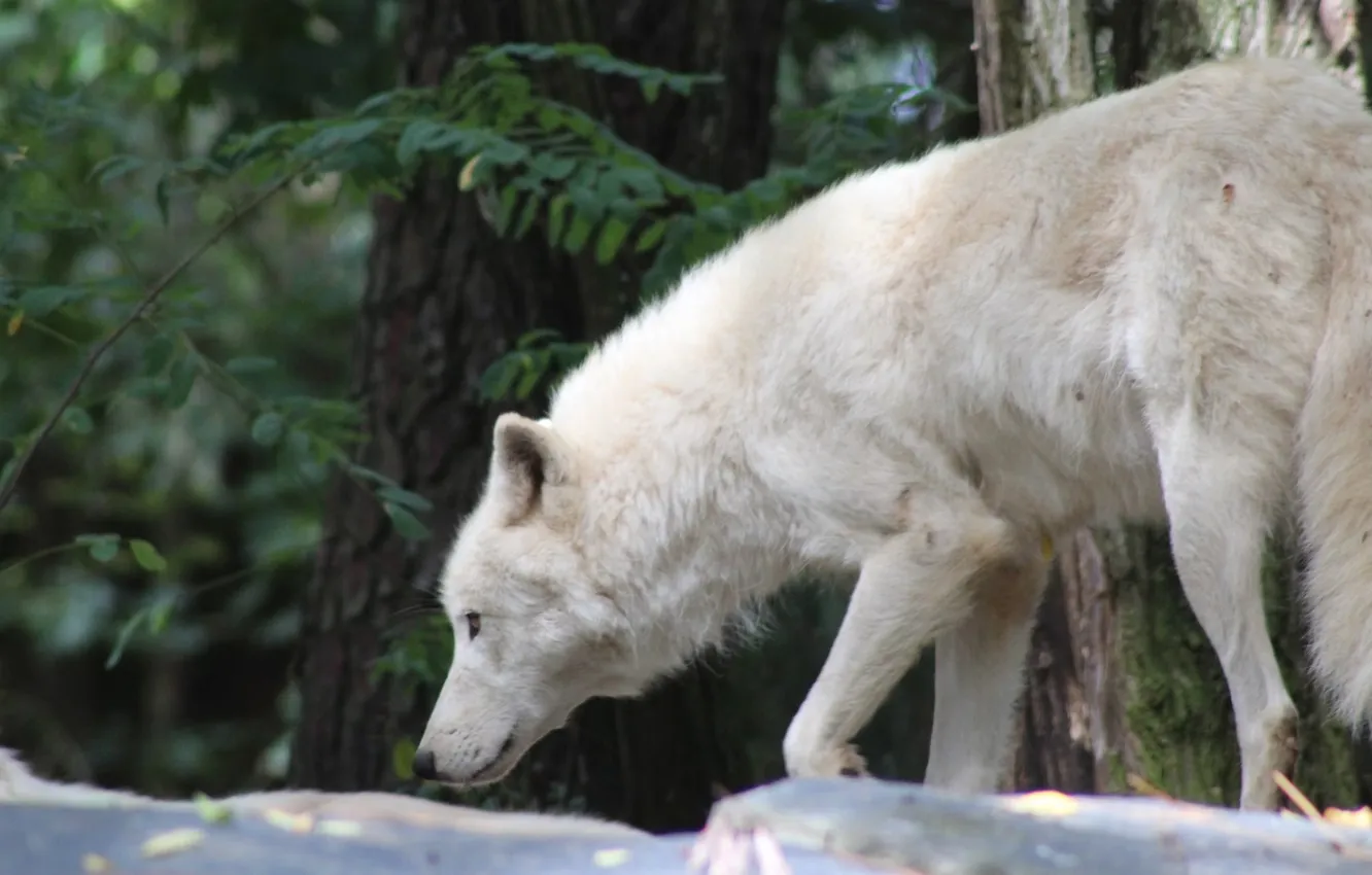 Photo wallpaper Predator, nature, animal, wolf, wildlife, portrait, portrait., Canis lupus. face