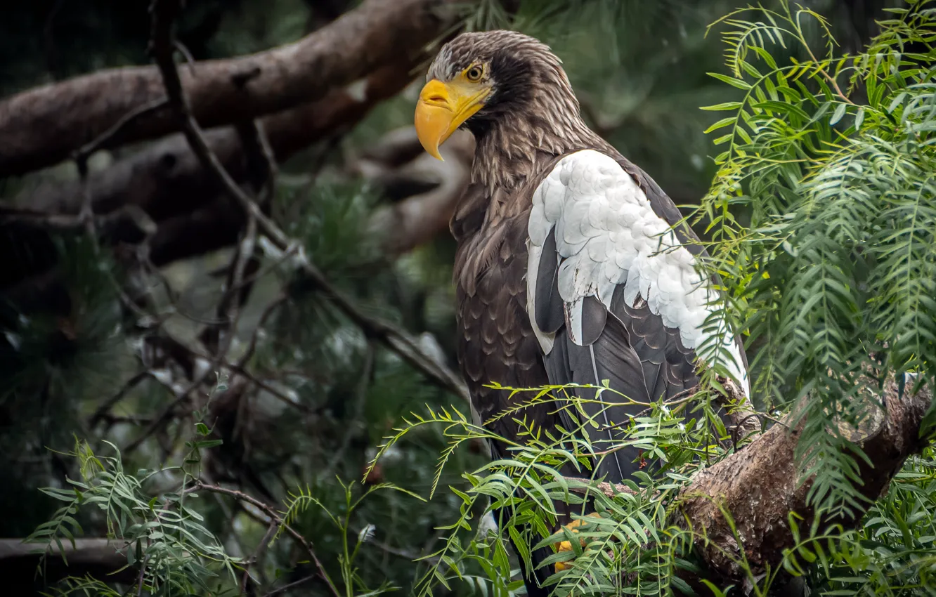 Photo wallpaper bird, eagle, predator, beak