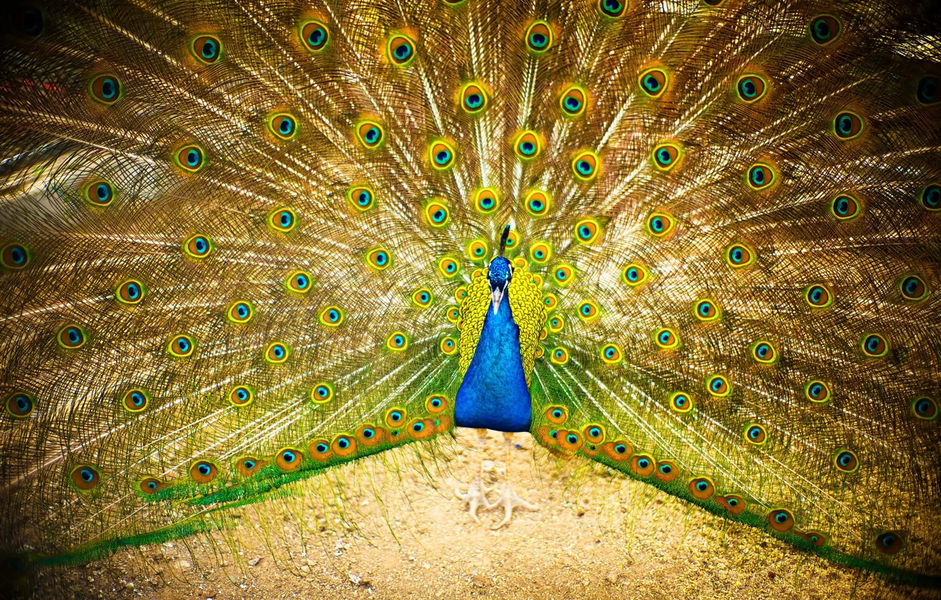 Photo wallpaper bright, bird, fan, tail, peacock, fan