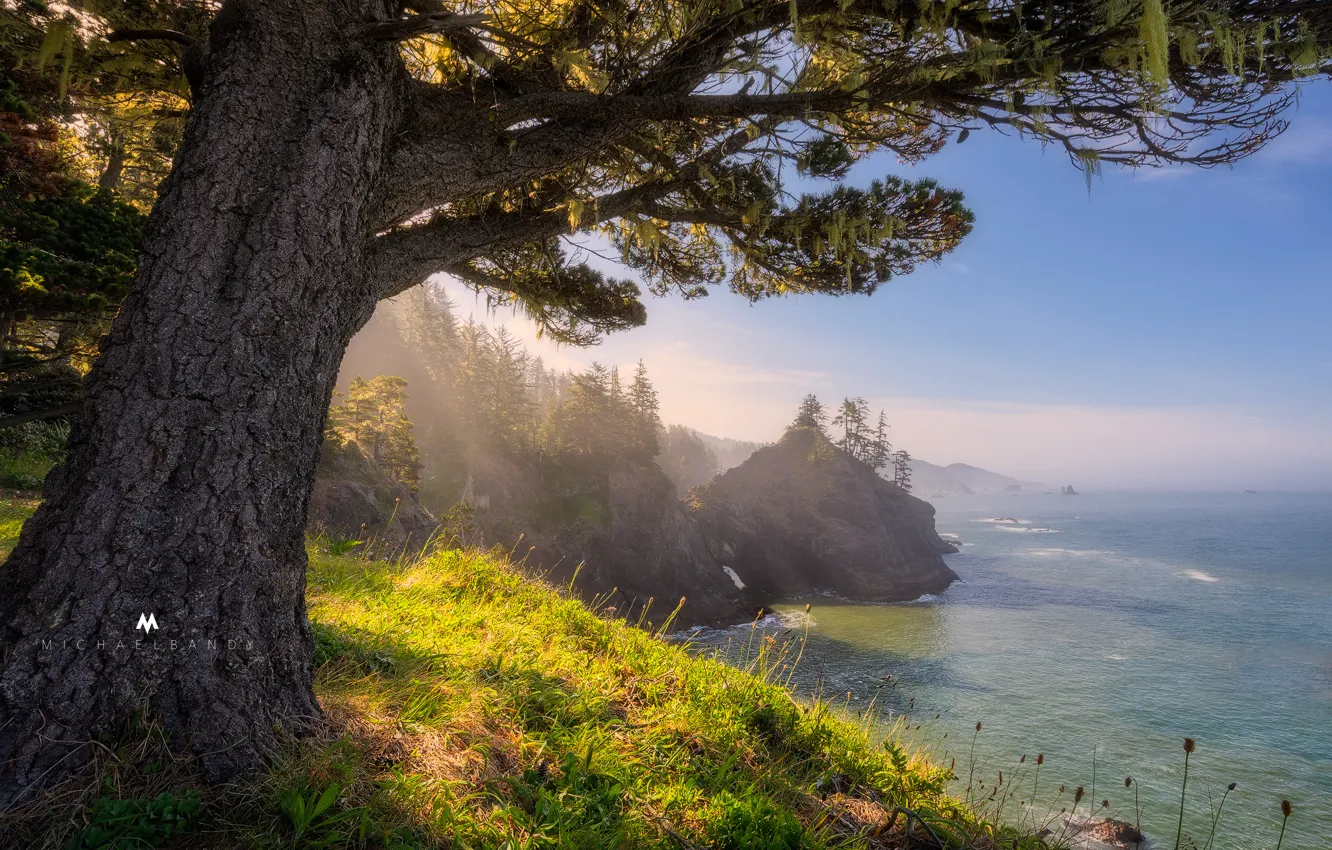Photo wallpaper sea, trees, stones, rocks, coast