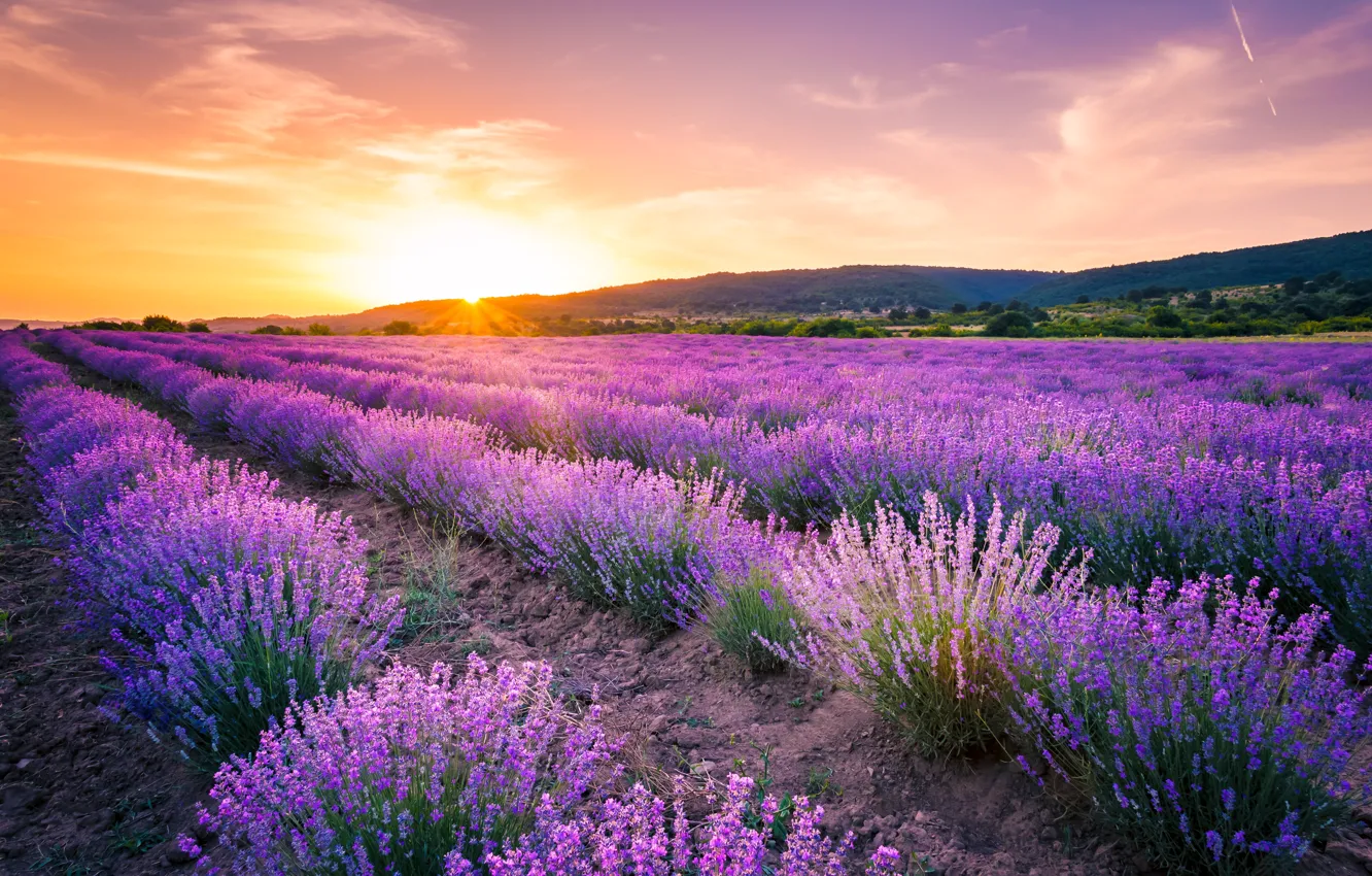 Photo wallpaper field, summer, the sky, sunset, flowers, lavender