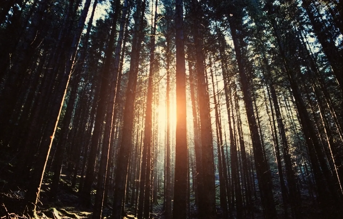 Photo wallpaper forest, trees, nature, the sun's rays