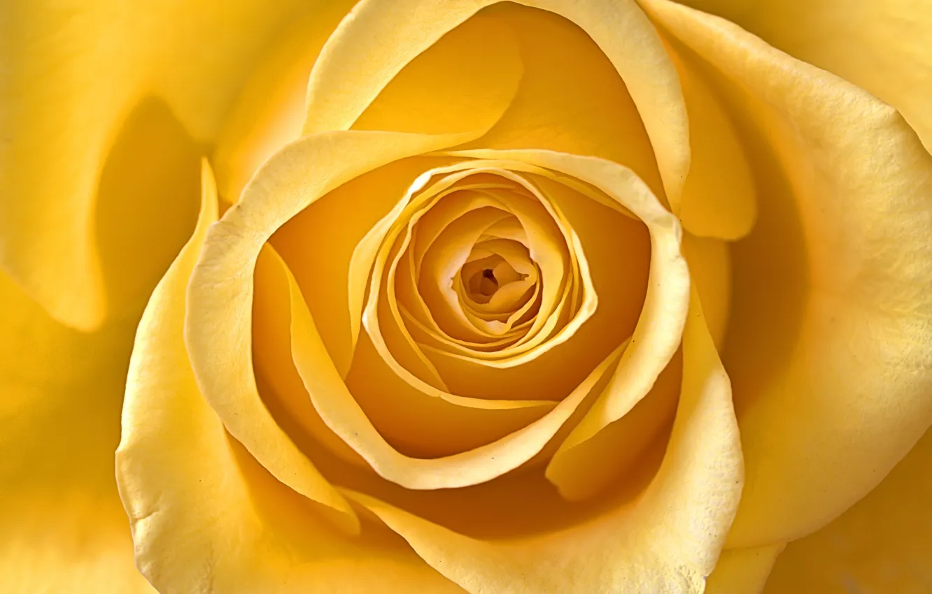 Photo wallpaper macro, rose, petals, yellow
