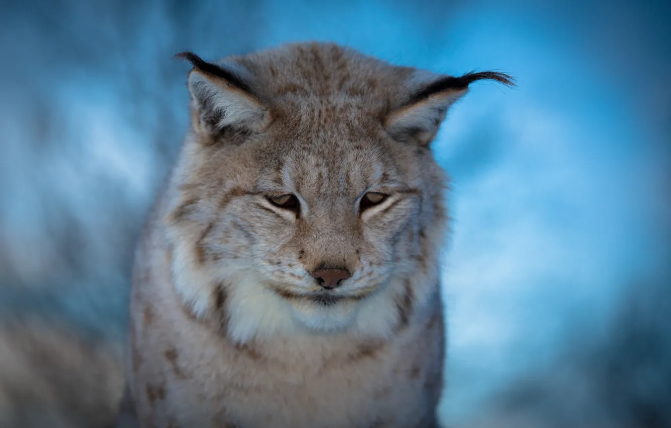 Photo wallpaper blur, muzzle, blue background, sad, Lynx