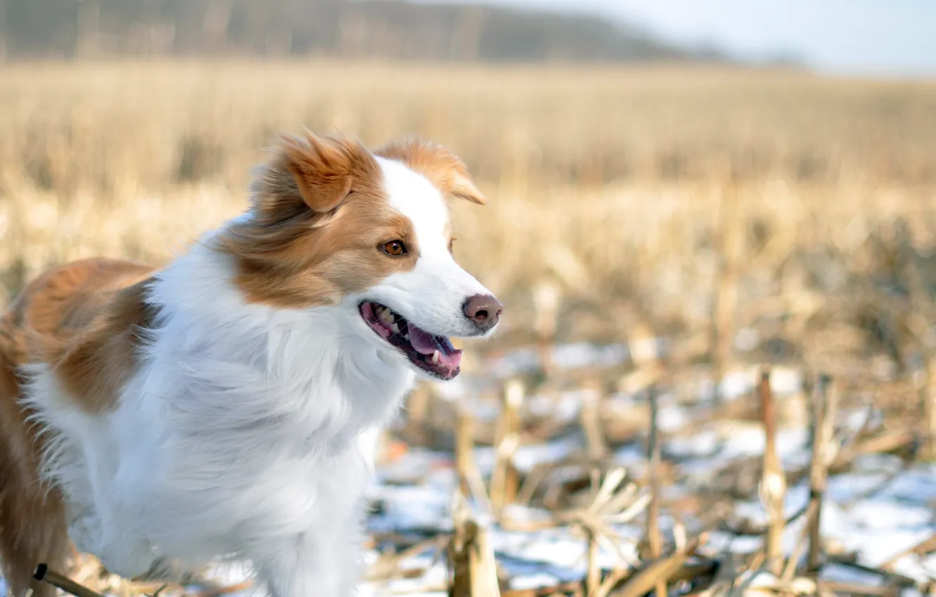 Photo wallpaper winter, field, dog