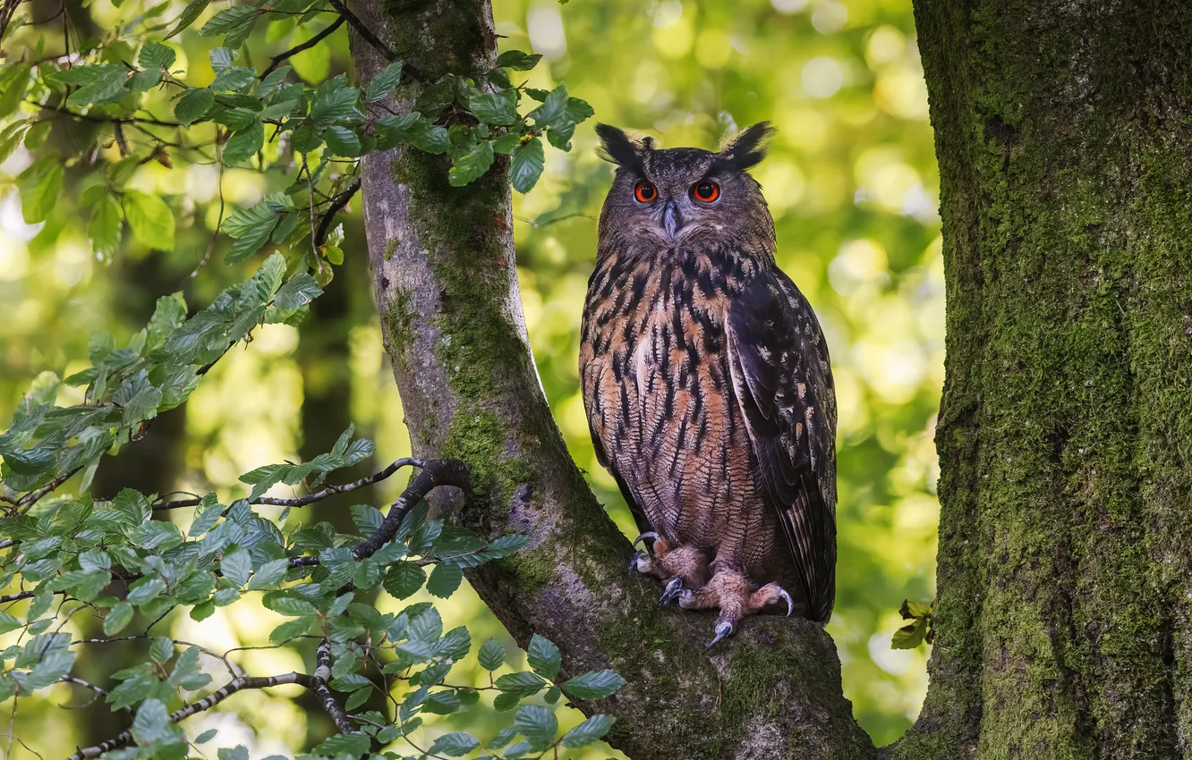 Photo wallpaper trees, pose, look, owl, bird, nature, owl