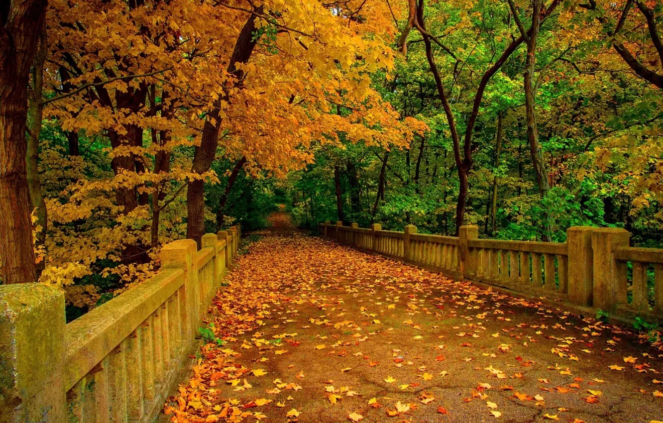Photo wallpaper widescreen, trees, nature, autumn, leaves