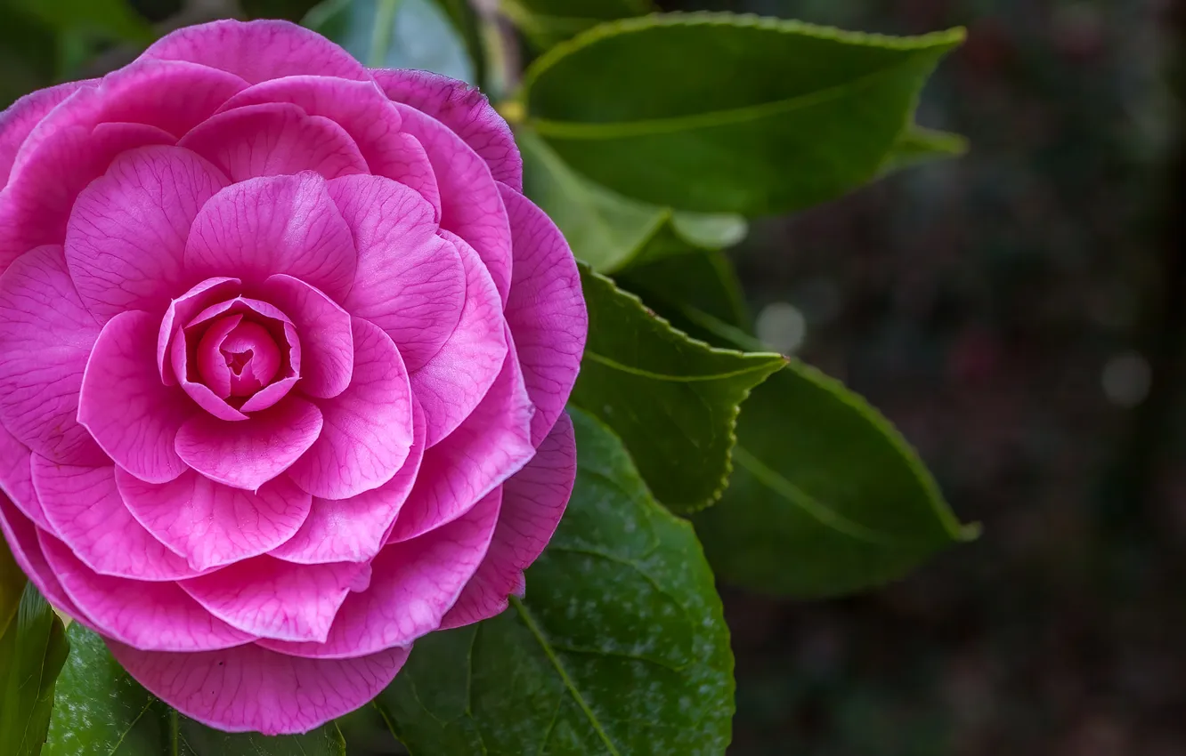 Photo wallpaper leaves, flowers, background, pink, Camellia