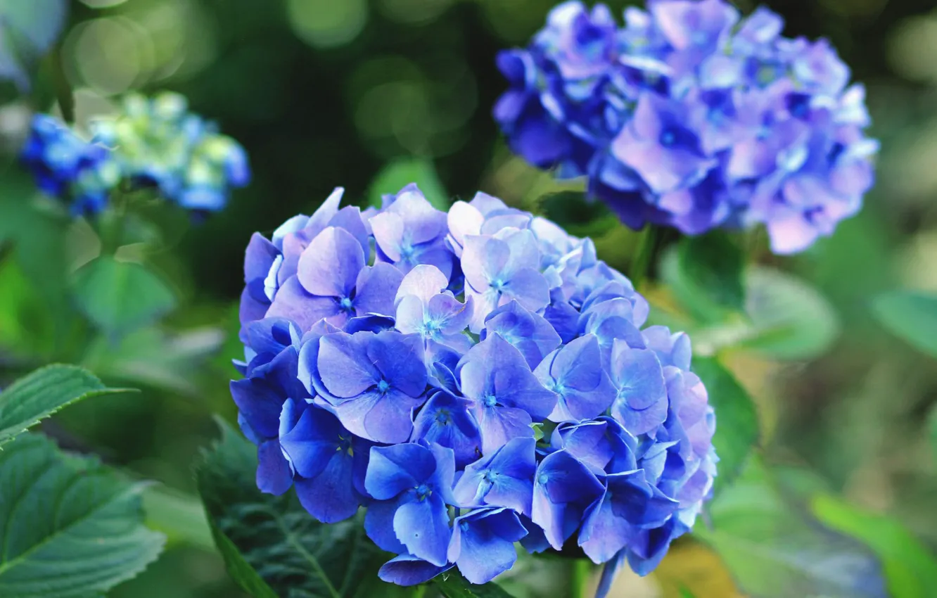 Photo wallpaper blue, flowers, macro, bokeh, hydrangea, blue