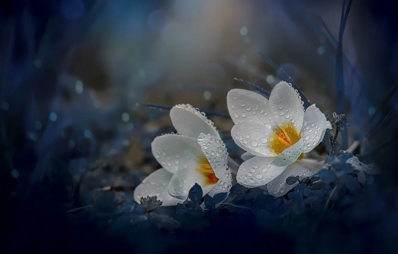 Photo wallpaper flowers, spring, crocuses, white