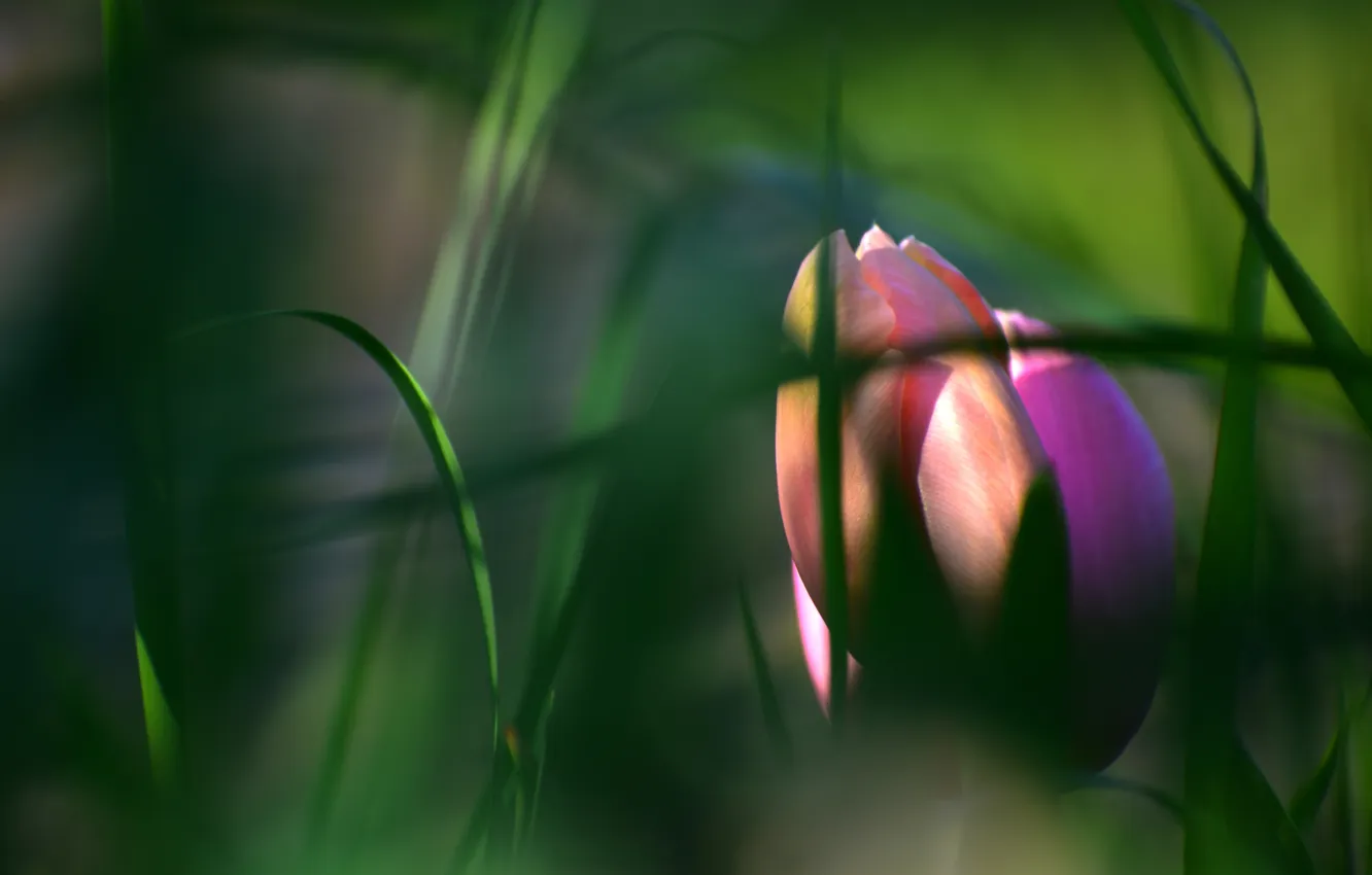 Photo wallpaper leaves, light, flowers, blur, spring, garden, tulips, pink