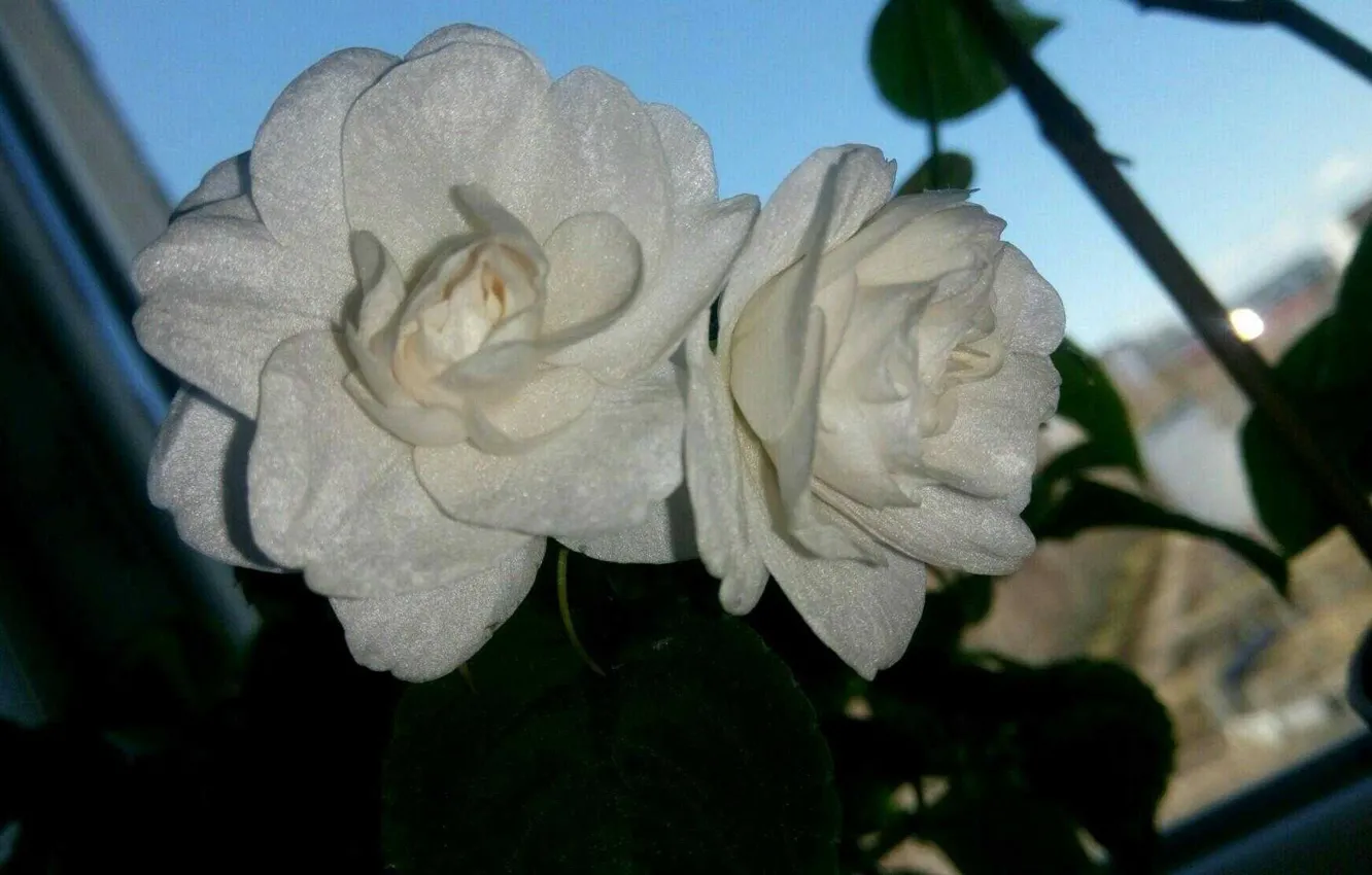 Photo wallpaper white, the evening, Balsam