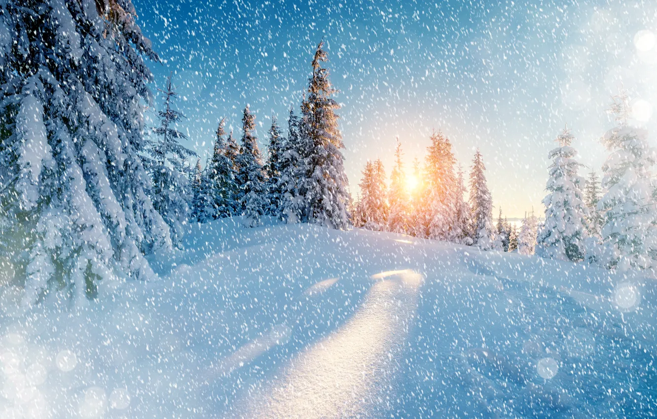 Photo wallpaper winter, snow, snowflakes, nature, spruce