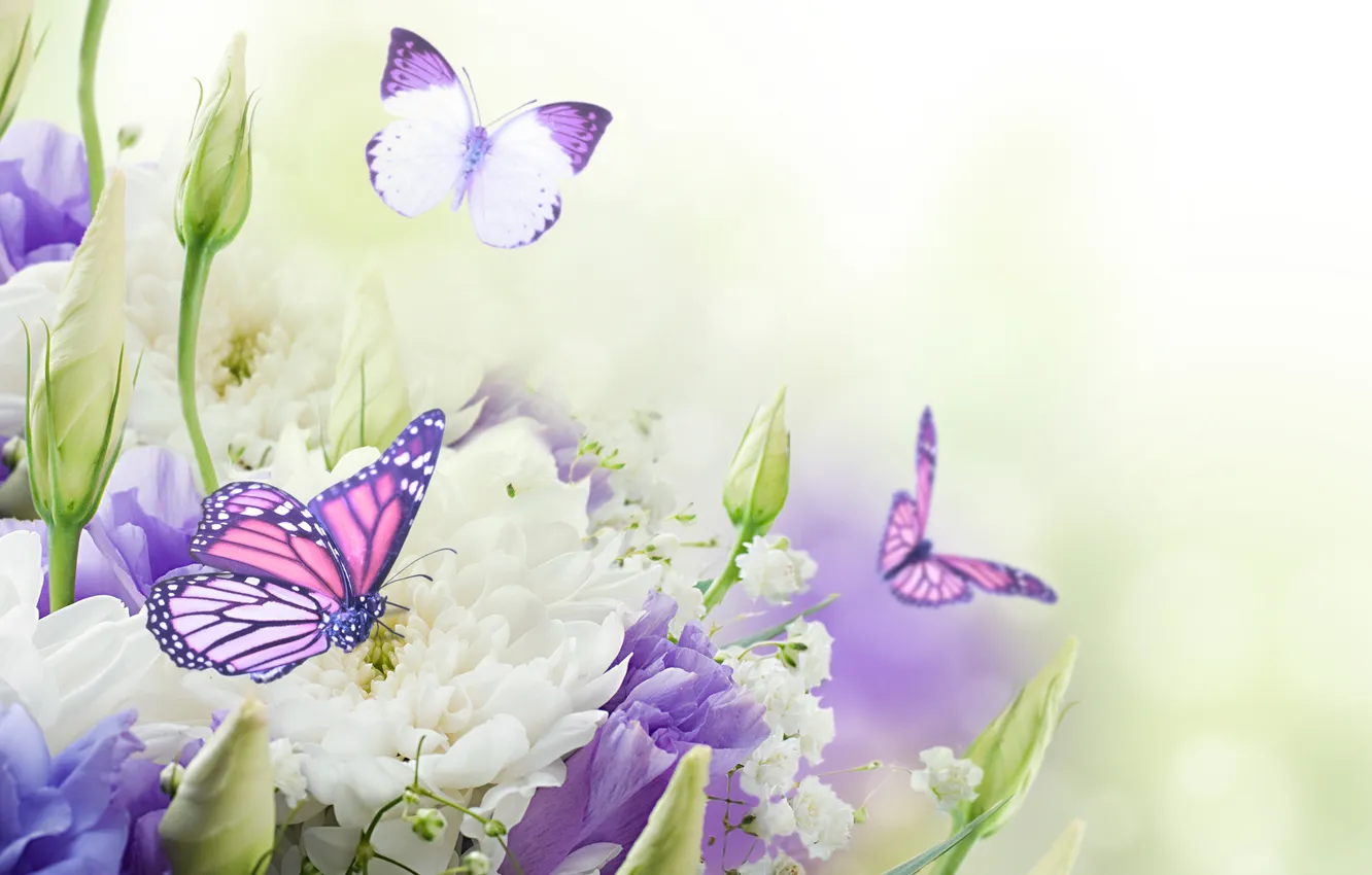 Photo wallpaper flowers, butterfly, buds, chrysanthemum, flowers, butterflies, buds, chrysanthemums
