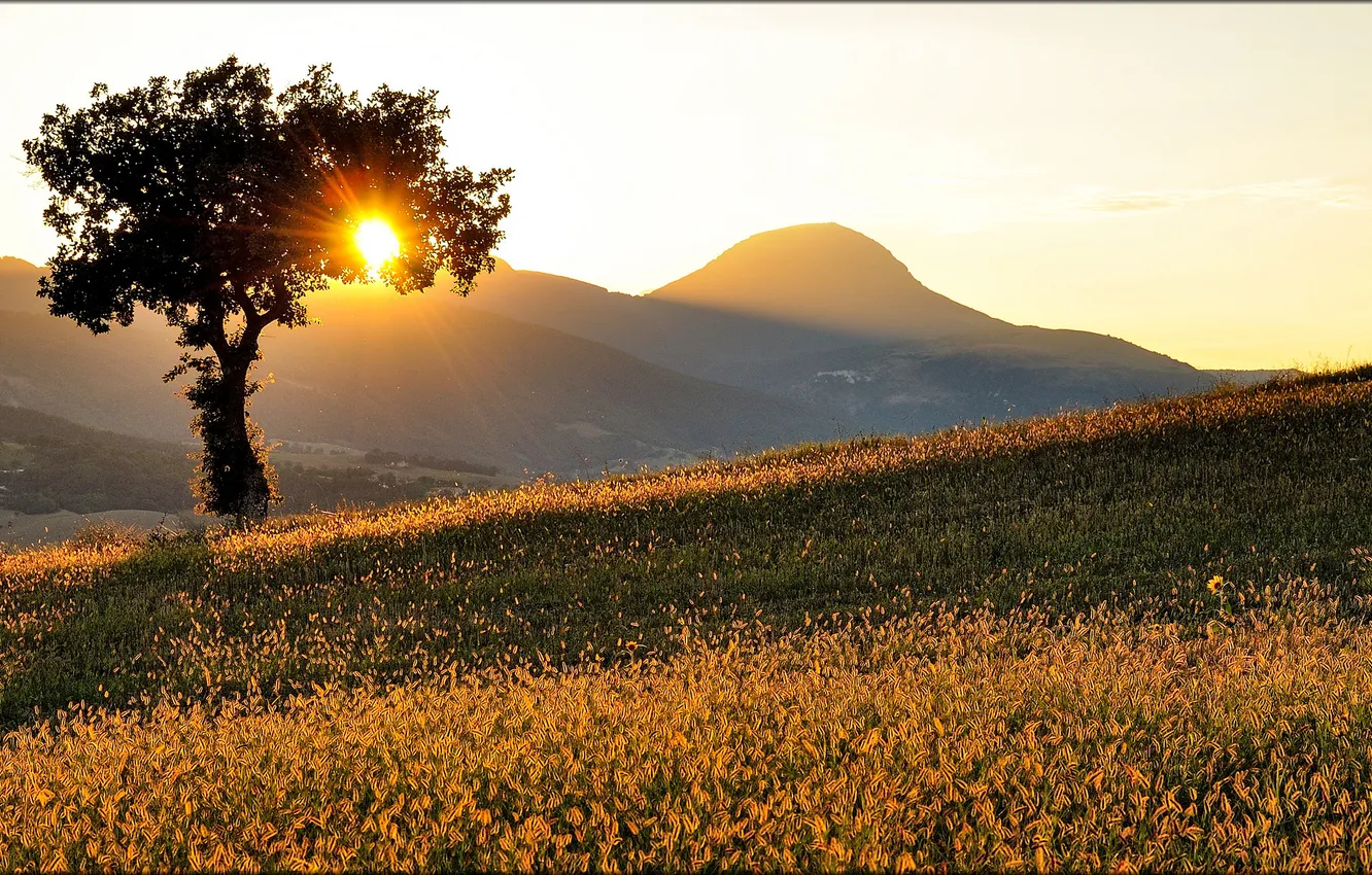 Photo wallpaper the sun, rays, trees, hills, morning, slope