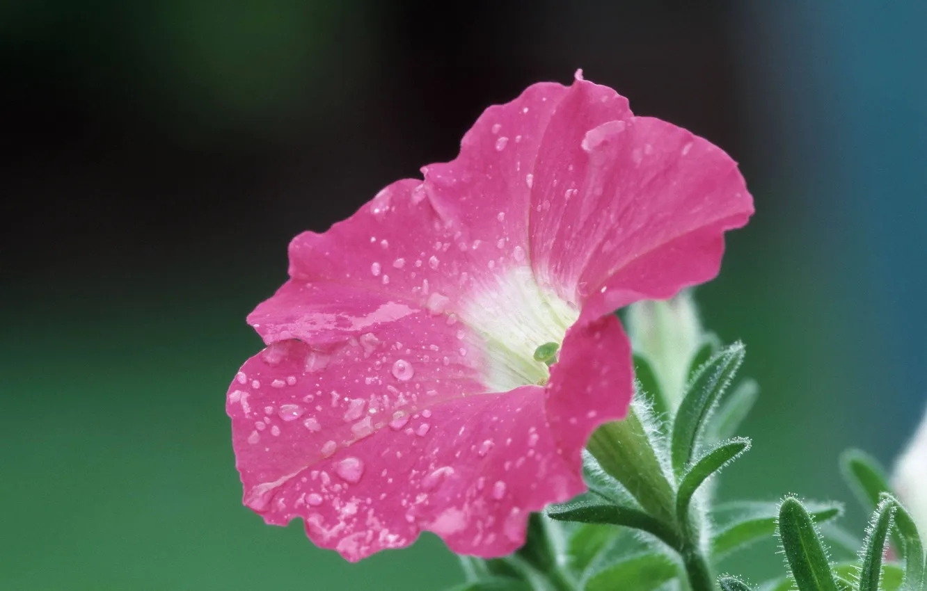 Photo wallpaper macro, pink, Petunia, droplets of water