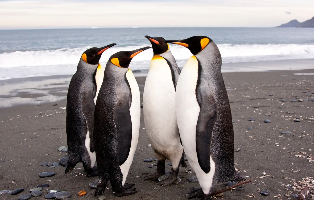 Photo wallpaper penguins, Antarctica, Imperial