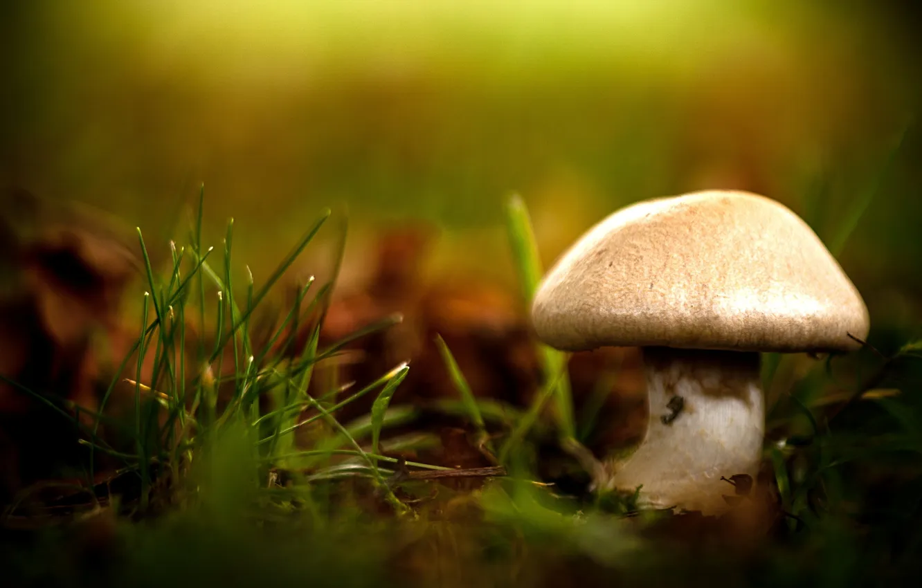 Photo wallpaper grass, macro, nature, mushrooms, blur, bokeh