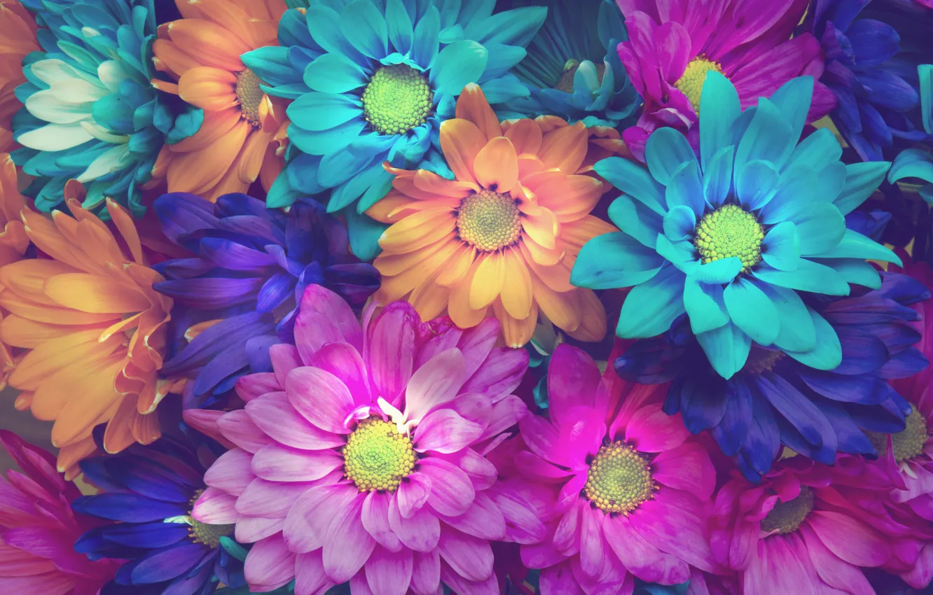 Photo wallpaper flowers, background, petals, flowers
