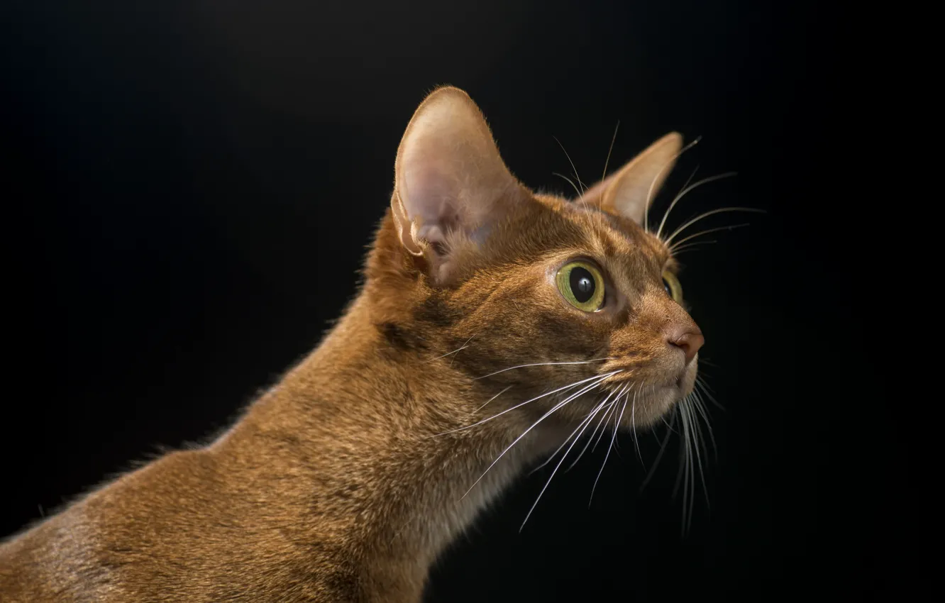 Photo wallpaper cat, cat, background