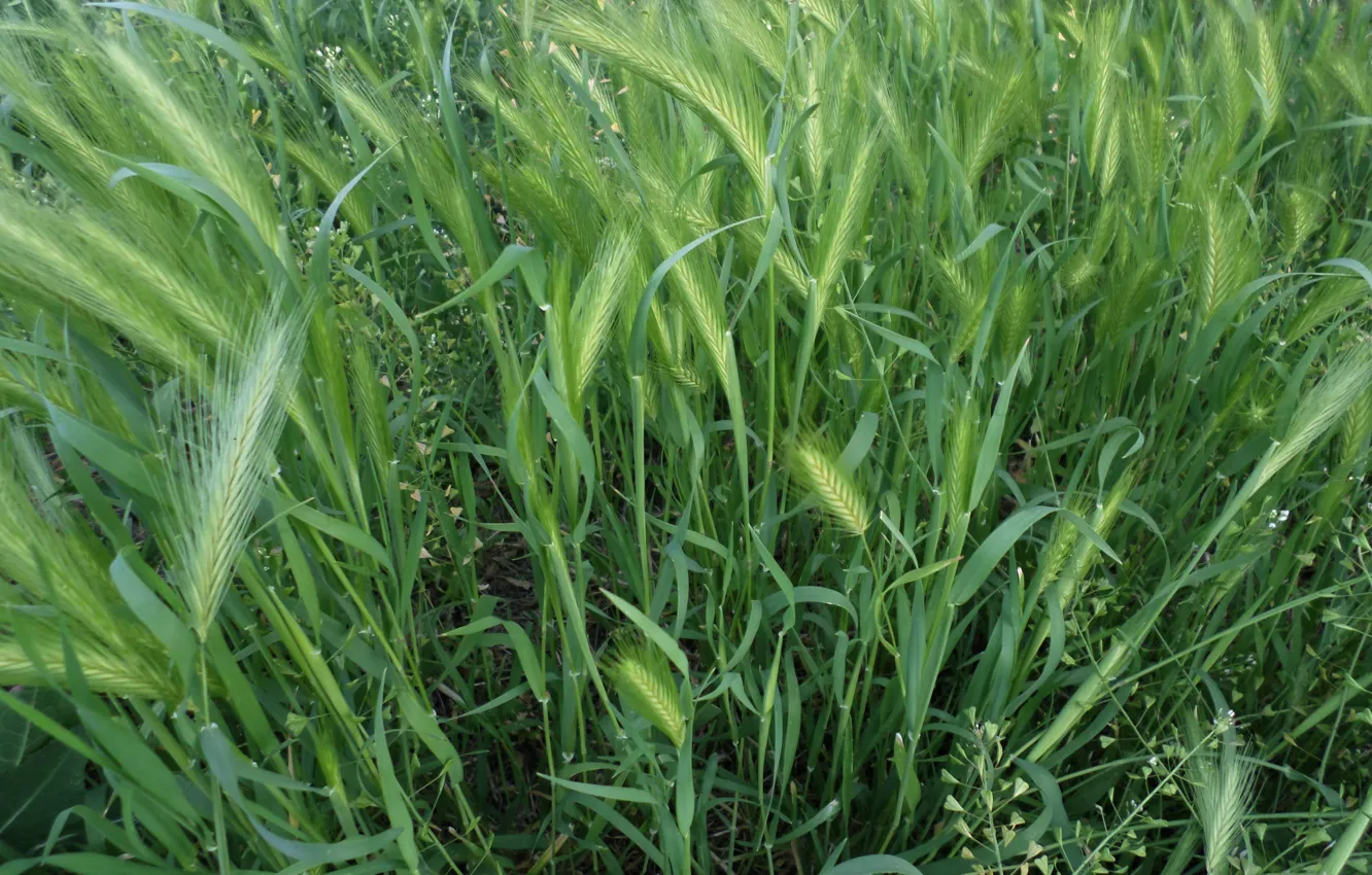 Photo wallpaper grass, day, meadow, June, summer