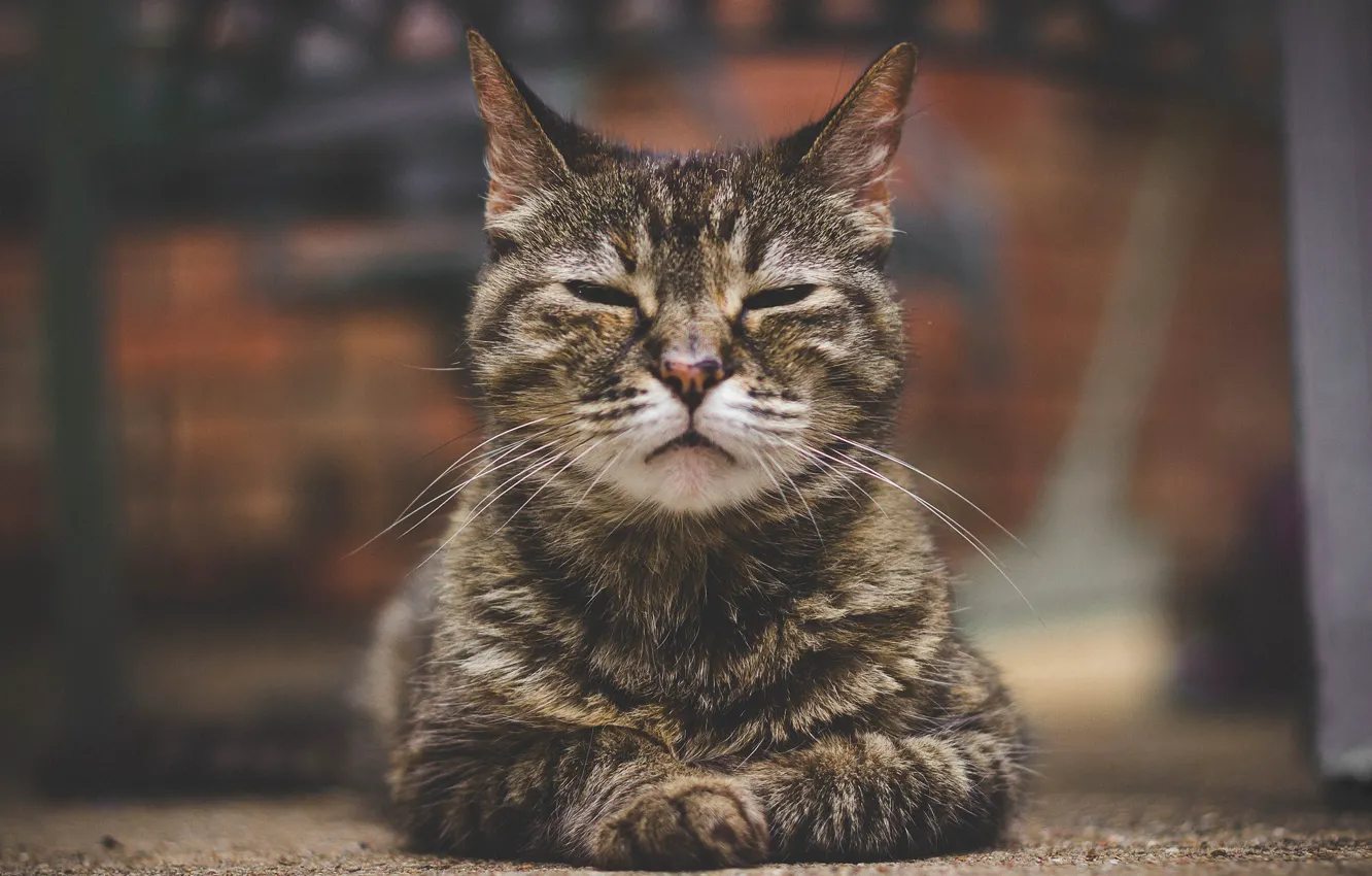 Photo wallpaper cat, portrait, bokeh