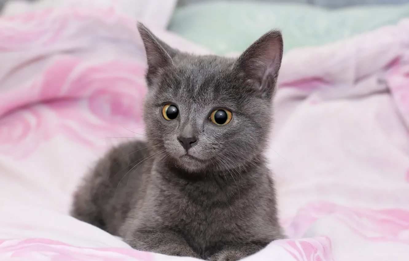 Photo wallpaper look, background, cat, kitty