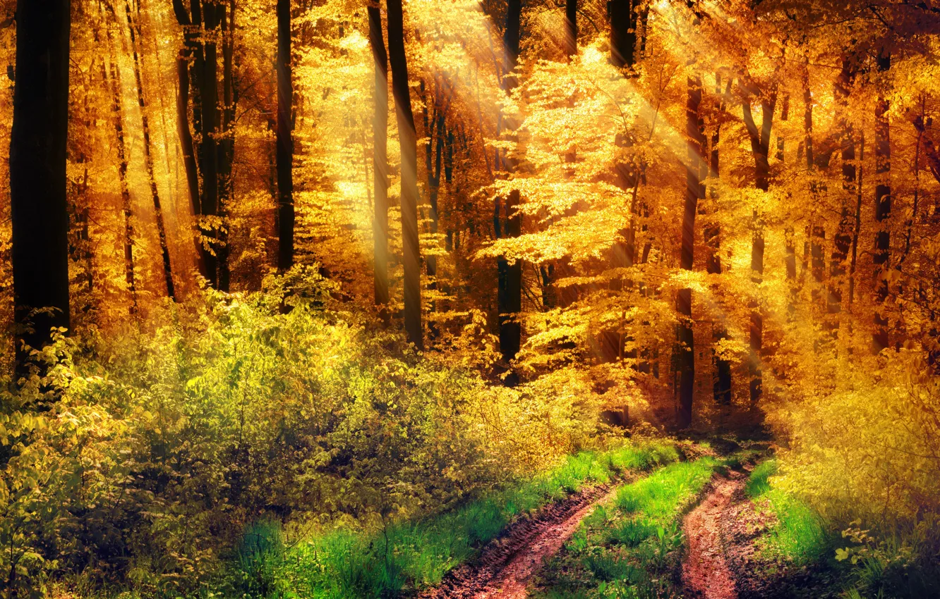 Photo wallpaper road, autumn, forest, grass, the sun, trees, yellow, the bushes