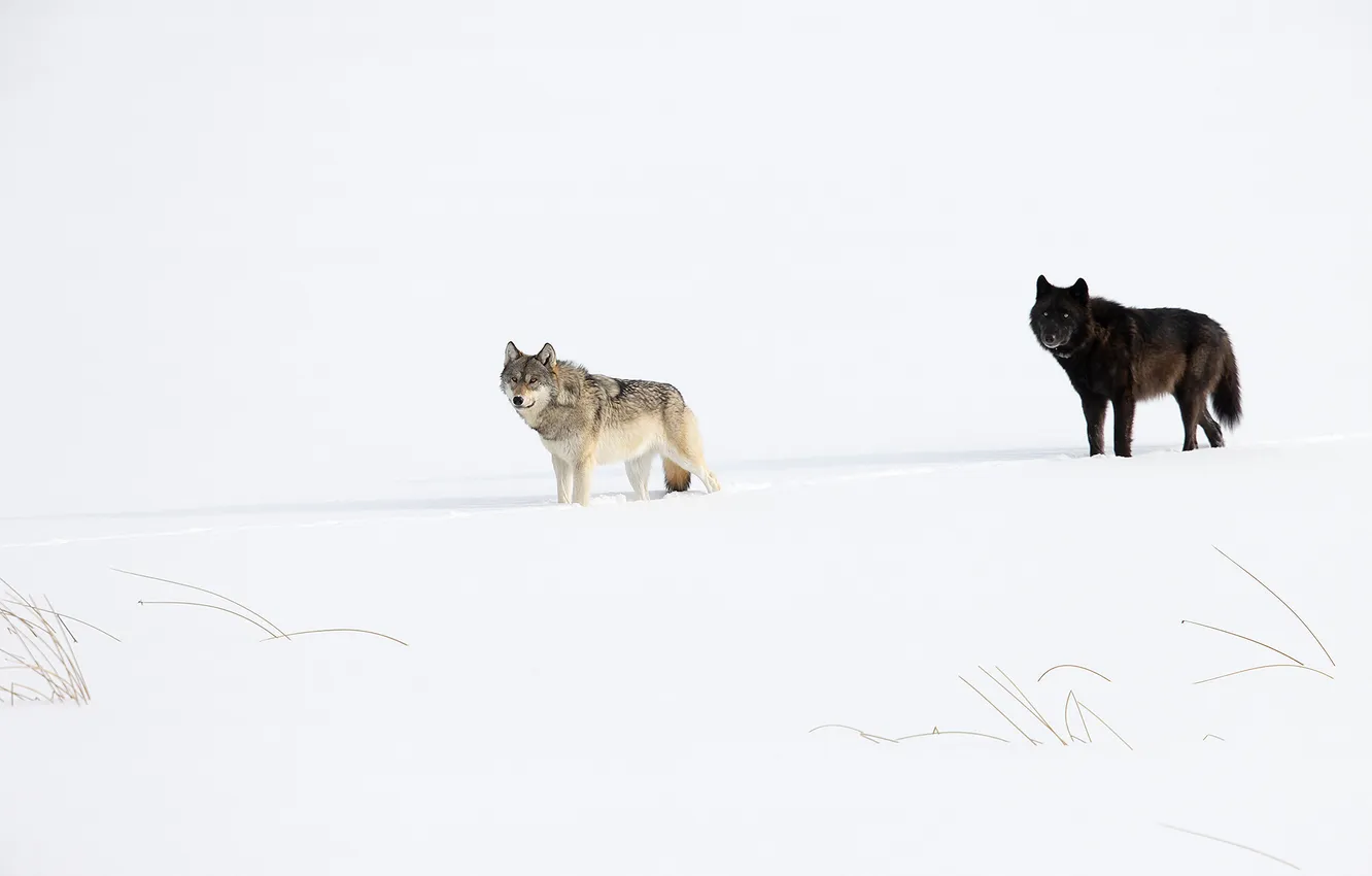 Photo wallpaper fantasy, nature, art, snow, predator, face, animal, wolf