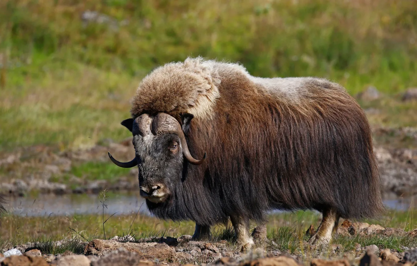 Photo wallpaper wool, horns, mammal, musk ox