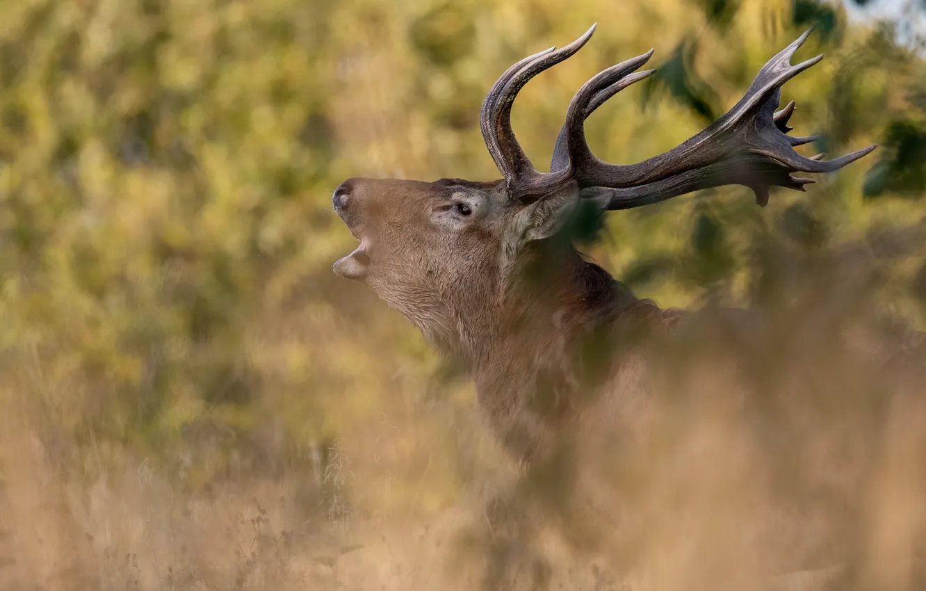 Photo wallpaper nature, animal, head, deer, horns, profile