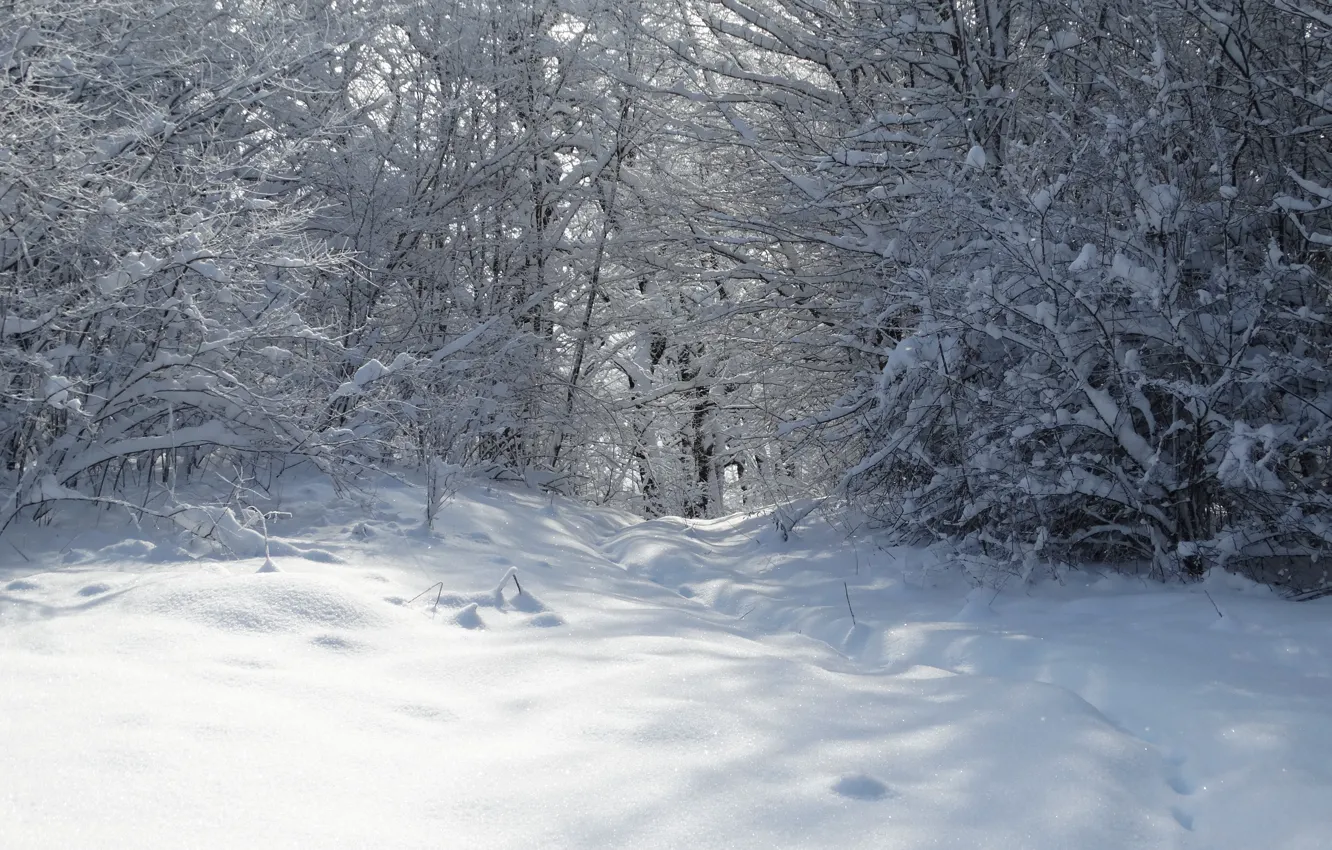 Photo wallpaper winter, forest, snow, trees, Kuban, Akela White, Lago-Naki