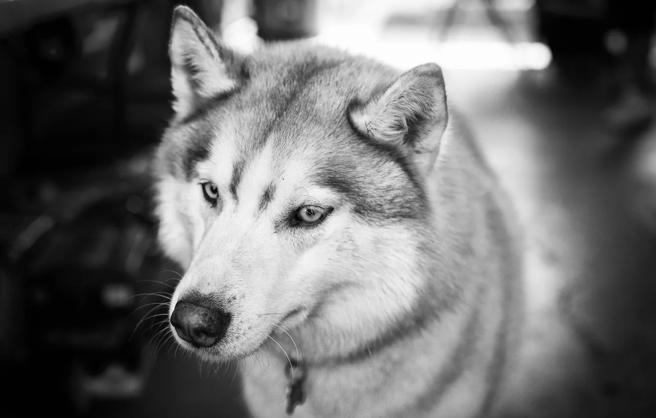 Photo wallpaper each, dog, black and white, husky
