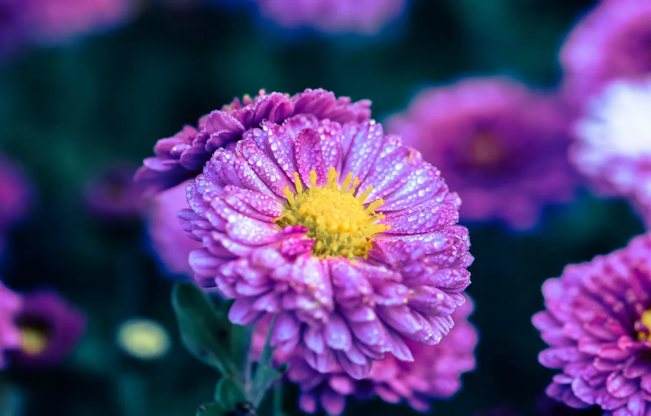 Photo wallpaper drops, flowers, background, lilac, asters