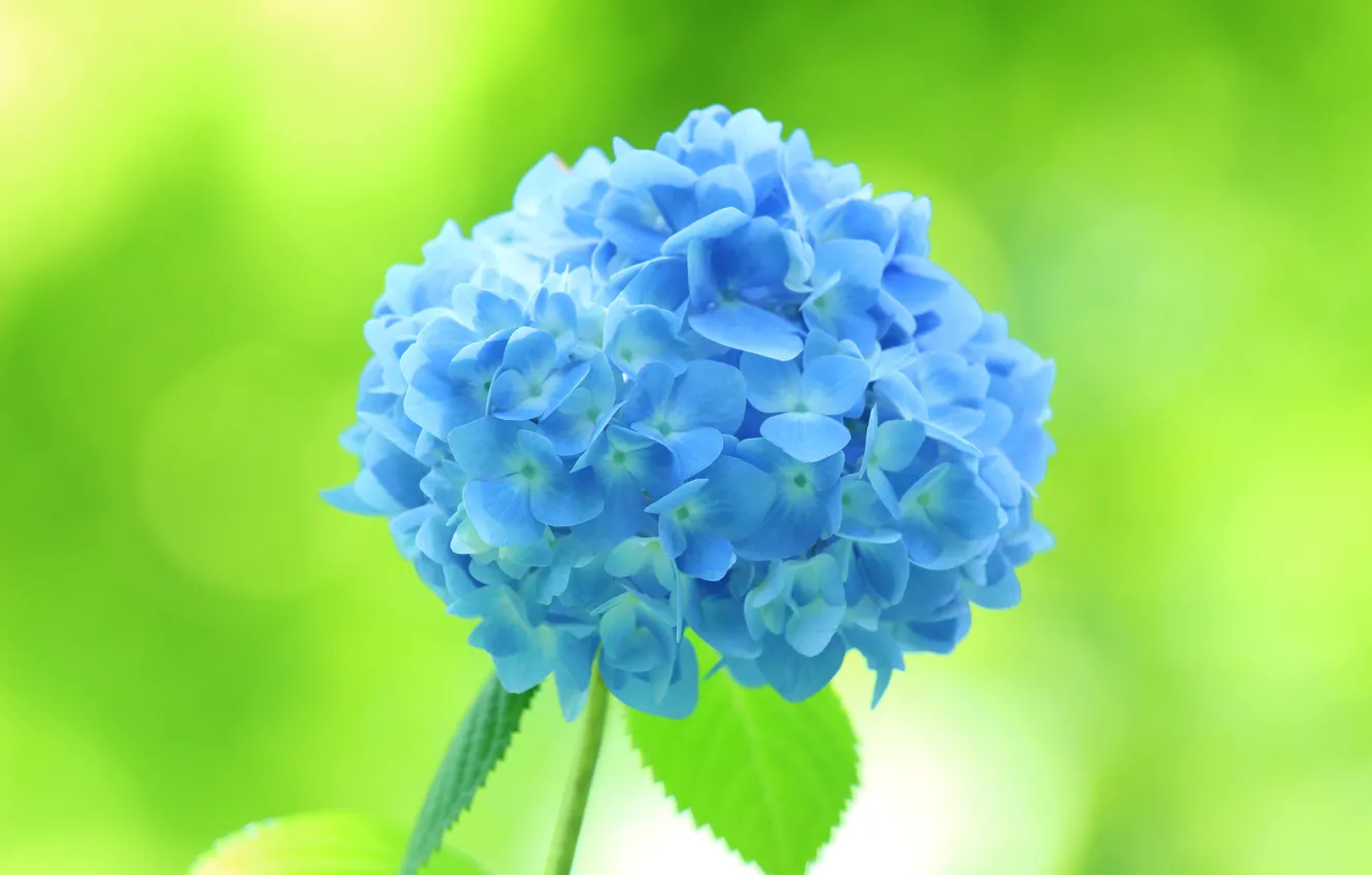 Photo wallpaper flowers, blue, flowering, green background, bokeh, hydrangea, inflorescence