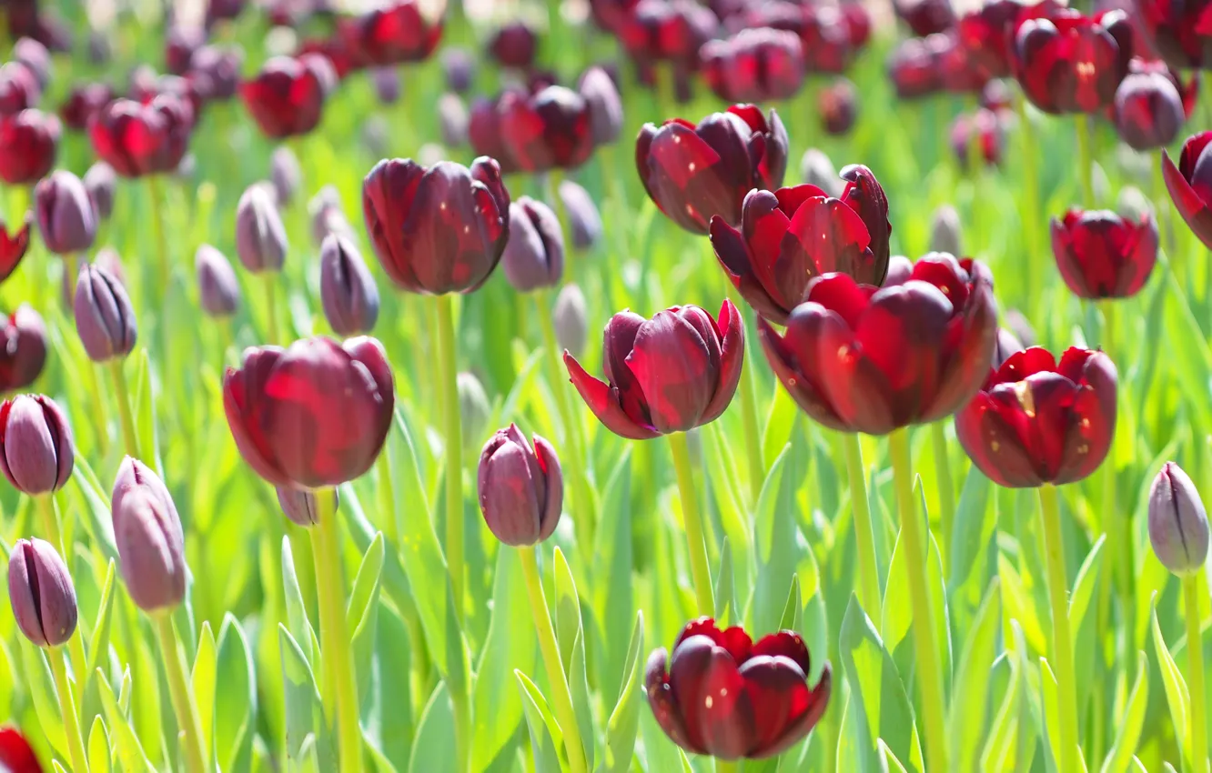 Photo wallpaper greens, light, flowers, red, glade, spring, tulips, flowerbed