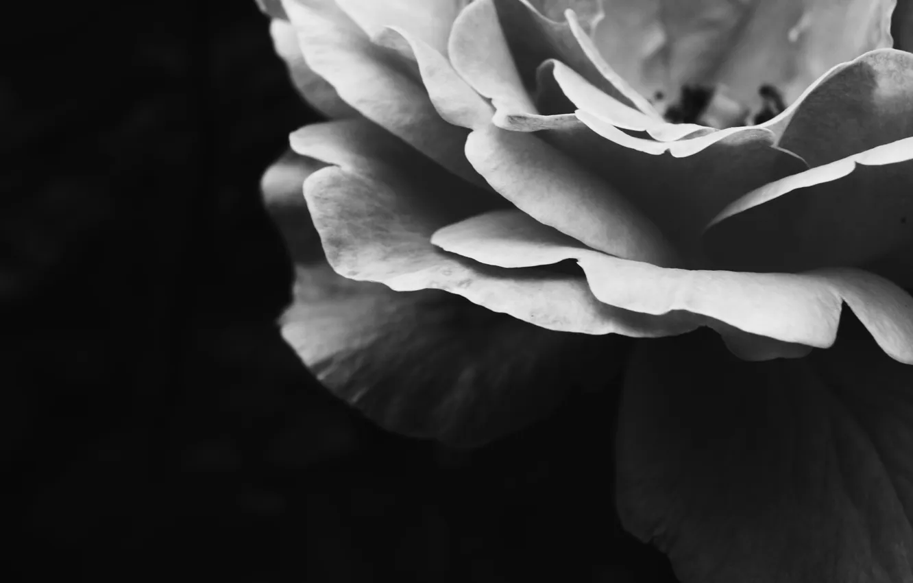 Photo wallpaper background, black, rose, white, the combination of