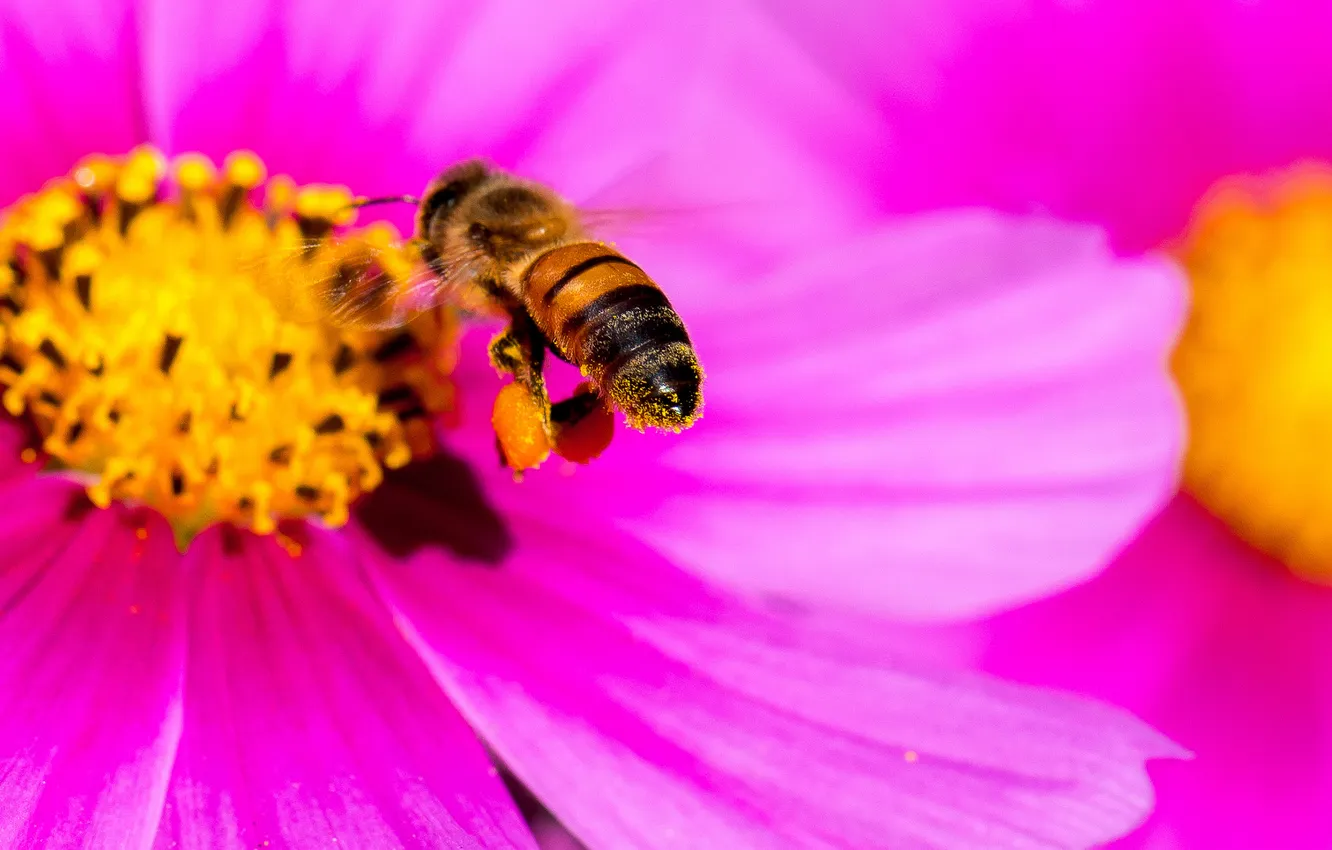 Photo wallpaper flower, bee, petals, insect