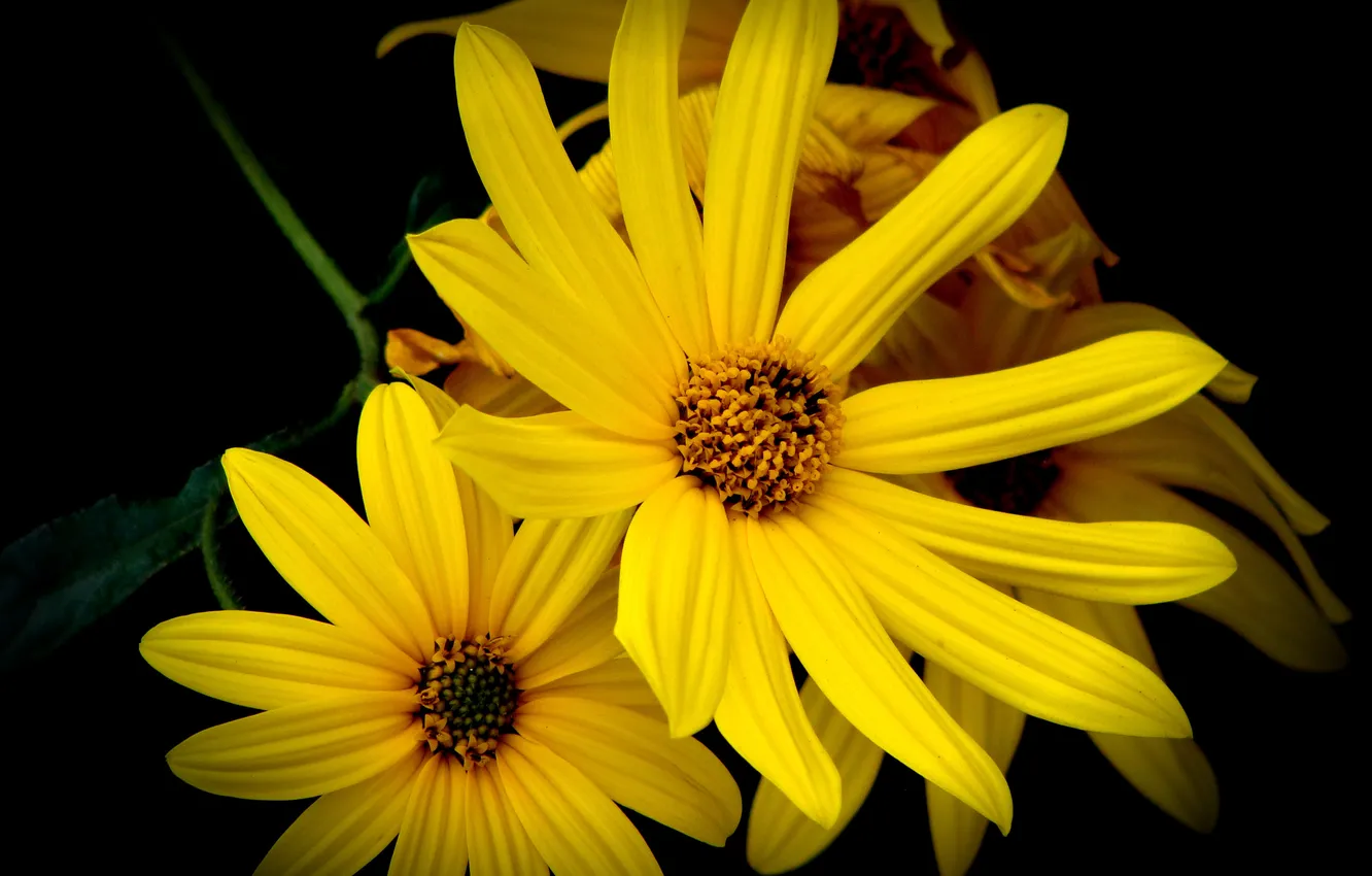 Photo wallpaper flowers, yellow, black