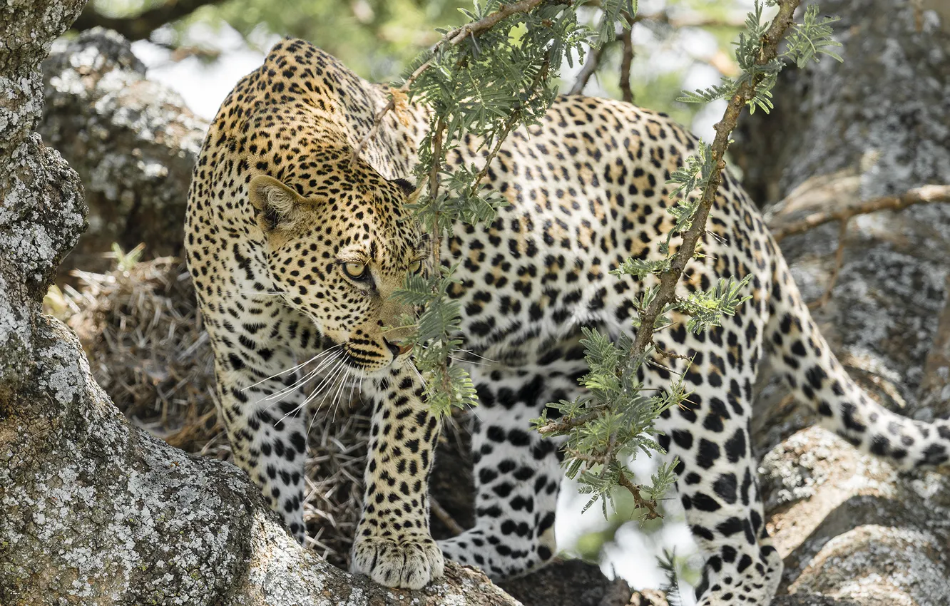 Photo wallpaper trees, branches, foliage, predator, leopard