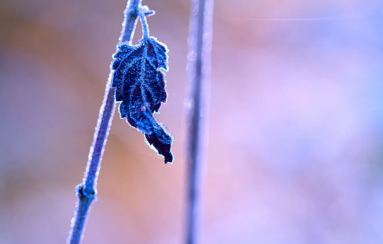 Photo wallpaper leaves, macro, nature
