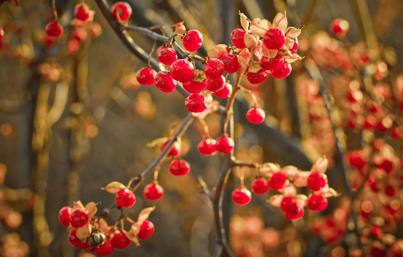 Photo wallpaper macro, nature, berries, background