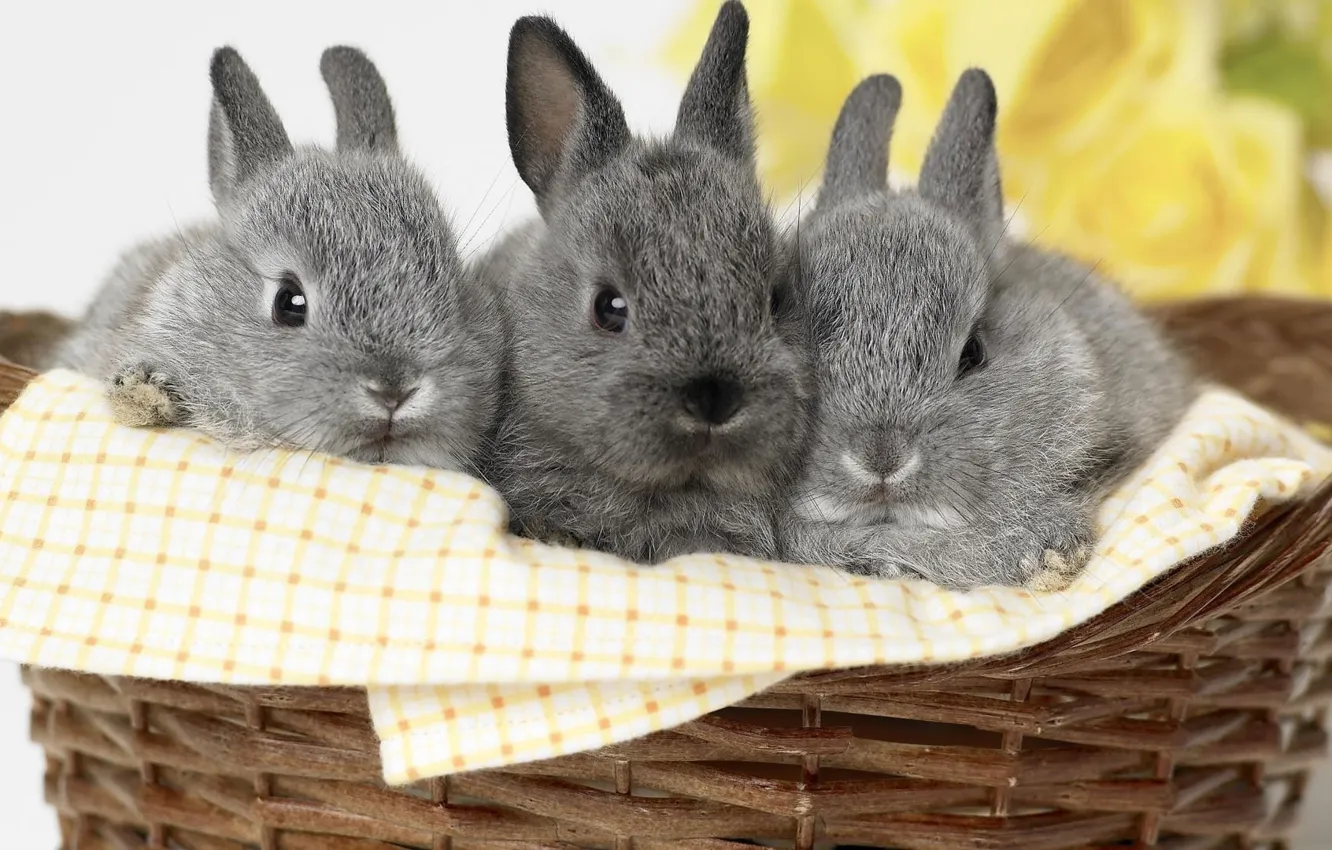 Photo wallpaper grey, basket, rabbits, kids, trio